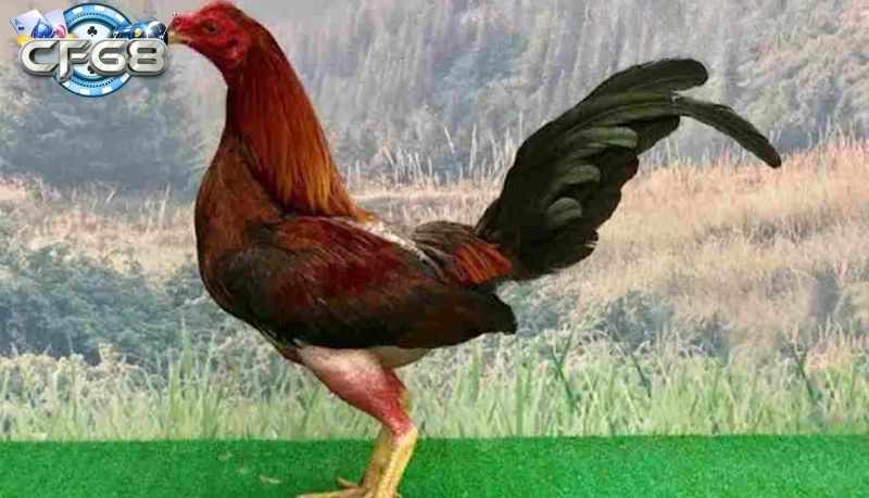 Cách chăm sóc và nuôi dưỡng hiệu quả