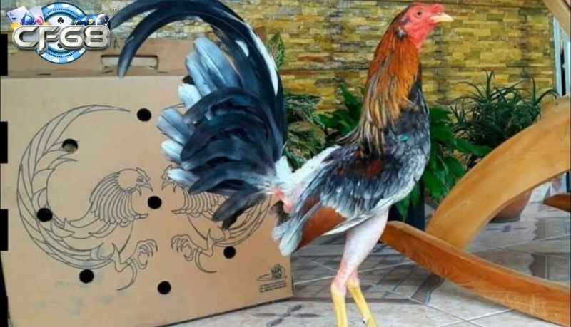 Cách nhận biết gà Cuban chuẩn
