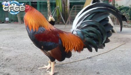 Gà Kelso - Giống Gà Chiến Nổi Bật Hàng Đầu
