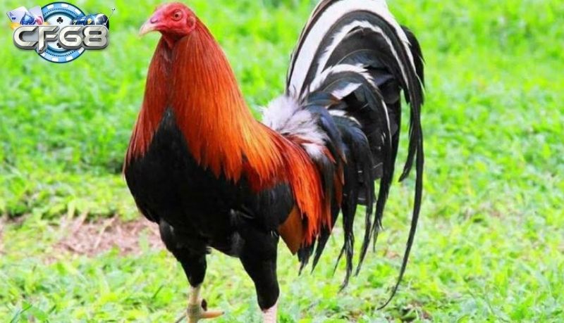Cách chọn gà Kelso tốt