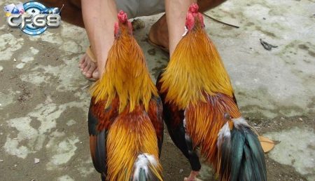 Thần Kê Vảy Gà Quý - Vẻ Đẹp Độc Đáo Và Giá Trị Cao