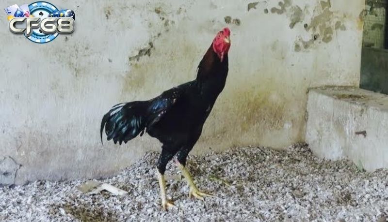 Đánh giá khách quan