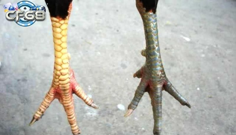 Phân loại và đánh giá