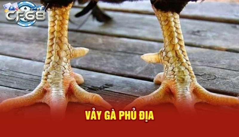 Vảy Gà Phủ Địa - Bí quyết chăm sóc và nuôi dưỡng