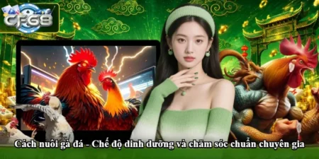 Cách nuôi gà đá - Chế độ dinh dưỡng và chăm sóc chuẩn chuyên gia