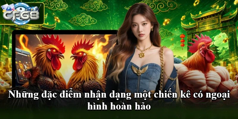 Những đặc điểm nhận dạng một chiến kê có ngoại hình hoàn hảo