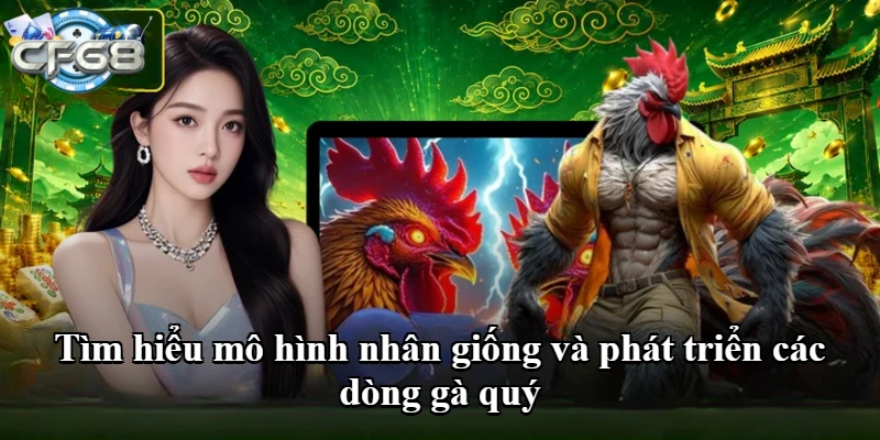 Tìm hiểu mô hình nhân giống và phát triển các dòng gà quý